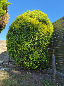 Photo de galerie - Taille d'arbuste