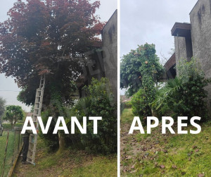 Photo de galerie - Arbres gênant 