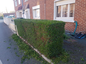Photo de galerie - Taille de haies et d'arbustes