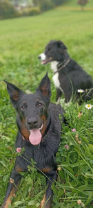 Photo de galerie - Garde chien