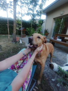 Photo de galerie - Le petit pensionnaire de l'été dernier dans mon jardin avec mon chien Roméo qui l'avait bien accepté 