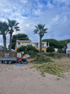 Photo de galerie - Elagage et coupe d'arbres