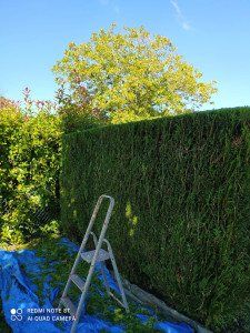 Photo de galerie - Taillage de haie 