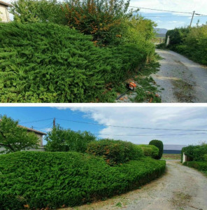 Photo de galerie - Taille de haie remise au propre d'un bosquet.