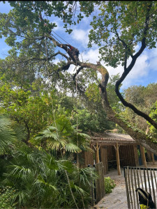 Photo de galerie - Abattage d’un Arbousier ( Malheureusement car il était très beau mais le client était résolu à l’enlever malgré nos recommandations) sans abîmer le jardin et les palmiers dessous 