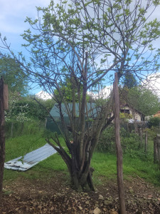 Photo de galerie - Figuier avant Abattage