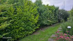 Photo de galerie - Taille de haies et d'arbustes