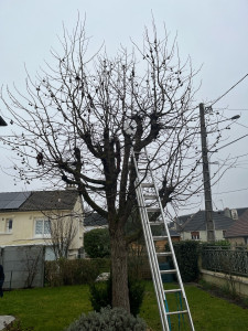 Photo de galerie - Elagage d’un Liquidambar de 5m de haut / avant 