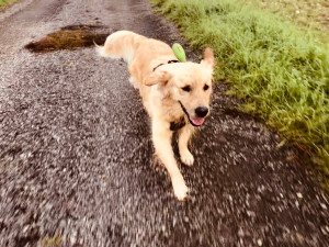 Photo de galerie - Promenade en liberté 