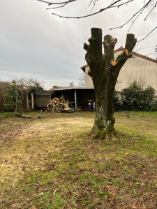 Photo de galerie - Coupe peuplier 