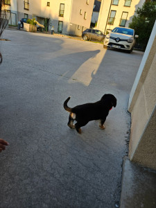 Photo de galerie - Je peux m'occuper de vos chiens, quels que soit sa taille ou son âge. 
Je ne peux garder chez qu'un chien qui aime les chats.