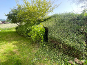 Photo de galerie - Taille de haie avant 