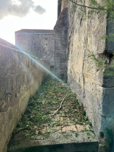 Photo de galerie - Débroussaillage et retrait lierre grimpant 