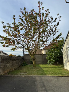 Photo de galerie - Taille d’éclaircissement légère sur un cerisier  