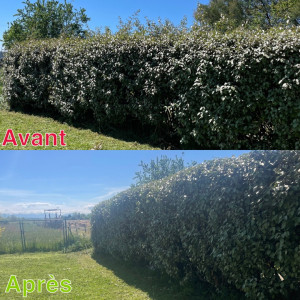 Photo de galerie - Taille de haies et d'arbustes