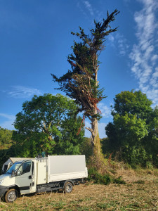 Photo de galerie - Elagage et coupe d'arbres