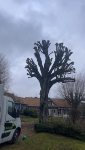 Photo de galerie - élagage tête de chat 