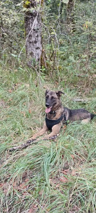 Photo de galerie - Garde chien