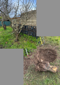 Photo de galerie - Abattage et déssouchage 