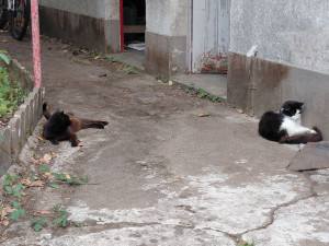 Photo de galerie - ChatChatte et Chapinou dans le Jardin