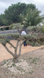 Photo de galerie - Taille d’un Olivier 