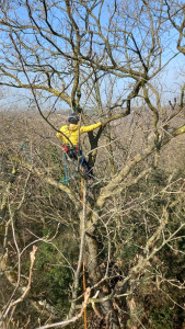 Photo de galerie - Élagage 