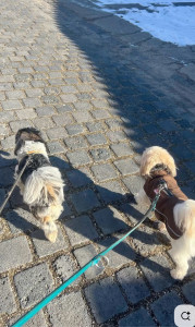 Photo de galerie - Je peux garder vos animaux, les promener, les accompagner, que ce soit des gros chiens ou des petites souries, je les aimes tous. (un peu moins les araignées). 