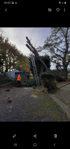Photo de galerie - Elagage et coupe d'arbres