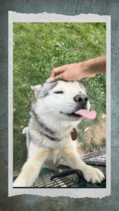 Photo de galerie - Husky