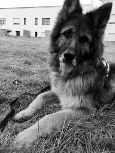 Photo de galerie - Petit shooting, Orla prend la pose !