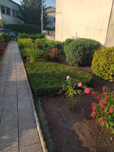 Photo de galerie - Un jardin de devant deserherber  arbustes et plantes tailler