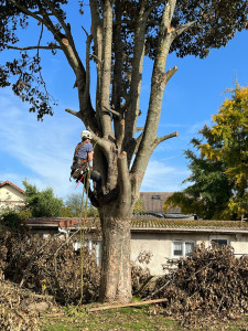 Photo de galerie - Abattage arbre dangereux 