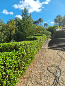 Photo de galerie - Taille de haies et d'arbustes