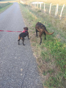 Photo de galerie - Garde animaux