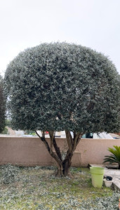 Photo de galerie - Taille d’un olivier