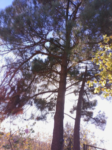 Photo de galerie - Abattage 