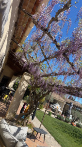 Photo de galerie - Repousse de la glycine taillée en Mars