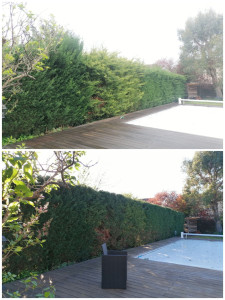 Photo de galerie - Taille de haie