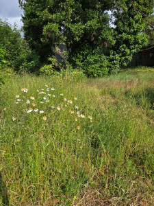 Photo de galerie - Debroussaillage d'un terrain en friche 