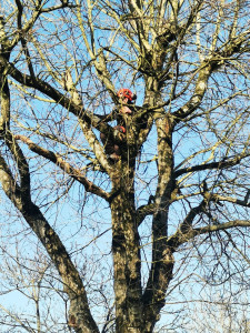 Photo de galerie - Élagage en tête de chat