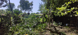 Photo de galerie - Elagage et coupe d'arbres