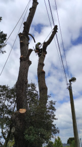 Photo de galerie - Démontage d’un pin de monterey avec beaucoup de contraintes (lignes électriques, portail, coffret électrique…)
Fragilisé avec les tempêtes.