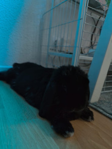 Photo de galerie - Pet-sitter d’un lapin bélier 