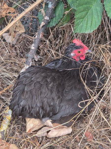 Photo de galerie - Ma poule naine Bantam de Pékin. 