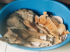 Photo de galerie - Garde chien