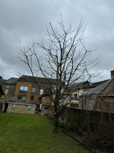 Photo de galerie - Elagage et coupe d'arbres