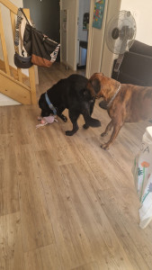 Photo de galerie - Garde chien