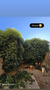 Photo de galerie - Taille de haies et d'arbustes