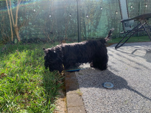Photo de galerie - Tranquille dans la cour fermée de notre maison