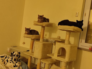 Photo de galerie - Voici mon chien Pongo et mes trois chats Sacha Flora et Yami